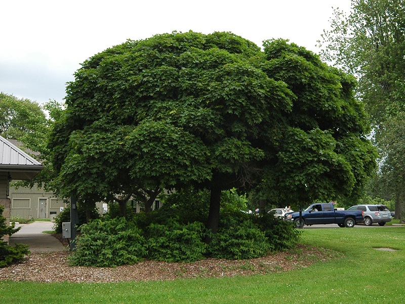Acer platanoides 'Globosa'.